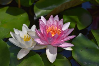 Güzel çiçek açan nilüfer çiçekleri yaz günü gölette büyür. 