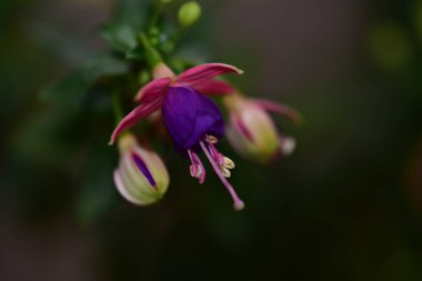 Güneşli yaz gününde bahçede büyüyen güzel bir çiçek. 