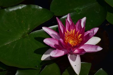 Güzel çiçek açan nilüfer çiçekleri yaz günü gölette büyür. 