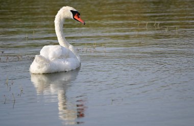 Yaz günü göl suyunda yüzen güzel bir kuğu. 