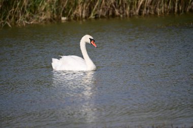 Yaz günü göl suyunda yüzen güzel bir kuğu. 