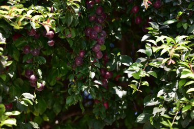 Olgun meyveli erik ağacı, yakın plan, bahar konsepti.  