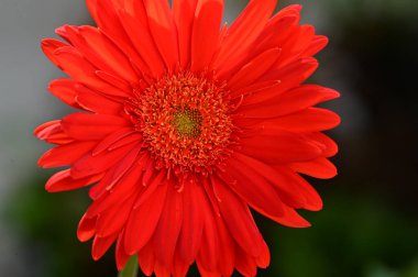 Karanlık arka planda güzel Gerbera çiçeği, yaz konsepti, yakın görüş  