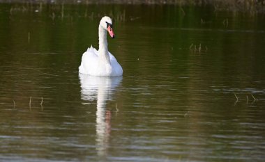 Yaz günü göl suyunda yüzen güzel bir kuğu. 