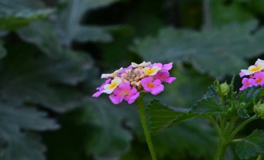 Güneşli yaz gününde bahçede yetişen güzel çiçekler. 