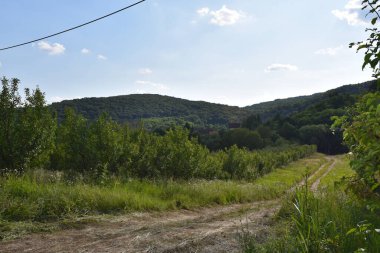 yol boyunca yeşil yaz çayırı boyunca ormanlar mavi gökyüzü arka planında  