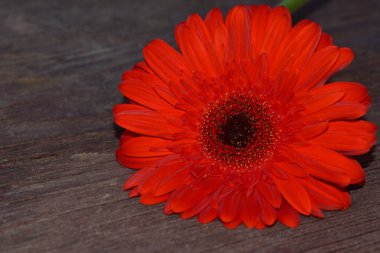 Tahta arka planda güzel Gerbera çiçeği, yaz konsepti, yakın görüş   