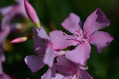 Güneşli yaz gününde bahçede yetişen güzel çiçekler. 