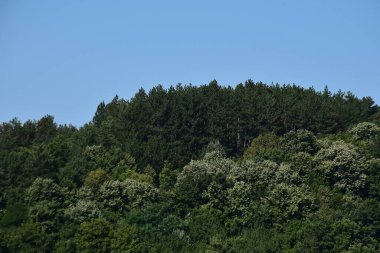 Mavi gökyüzü arka planında yeşil yaz ormanı manzarası 