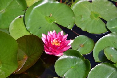 Güzel çiçek açan nilüfer çiçekleri yaz günü gölette büyür. 