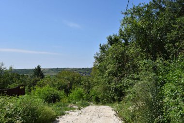 Yazın güneşli bir günde ormanın yakınındaki yol manzarası 