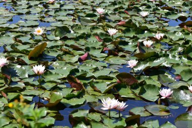 Yaz günü gölette büyüyen güzel nilüferler. 