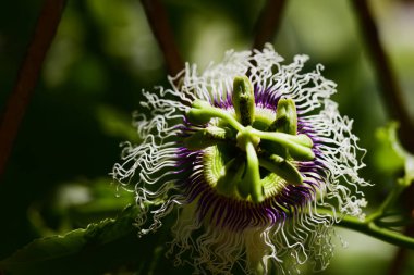 Güneşli bir günde bahçede büyüyen güzel çiçek. 