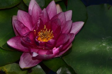 Güzel çiçek açan nilüfer çiçekleri yaz günü gölette büyür. 