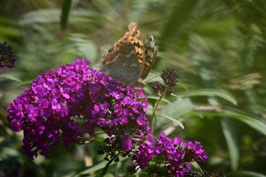 Güneşli yaz gününde bahçede büyüyen güzel çiçeklerin üzerindeki kelebek. 