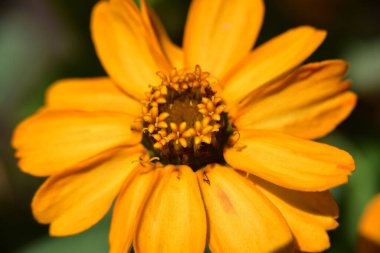 Güneşli bir günde bahçede büyüyen güzel çiçek. 