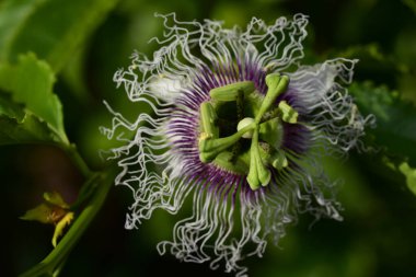 Güneşli bir günde bahçede büyüyen güzel çiçek. 