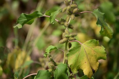 Bahçede yetişen yeşil bitkiler