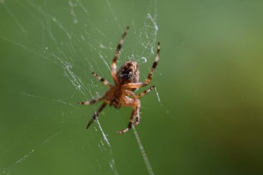 Bulanık arkaplanda örümcek