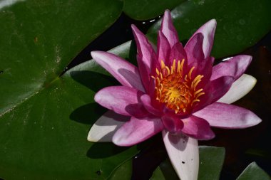 Güzel çiçek açan nilüfer çiçekleri yaz günü gölette büyür. 