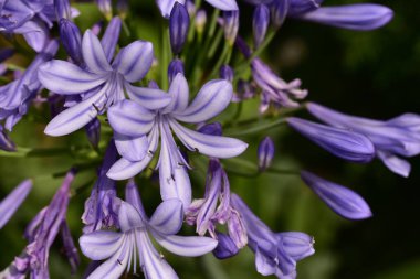 Güneşli yaz gününde bahçede yetişen güzel çiçekler. 