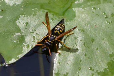 Nilüfer yapraklarındaki eşekarısı yaz günü gölettedir. 