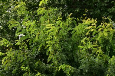 Güneşli bir günde yeşil yapraklı ağaçların manzarası