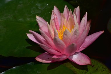 Güzel çiçek açan nilüfer çiçekleri yaz günü gölette büyür. 