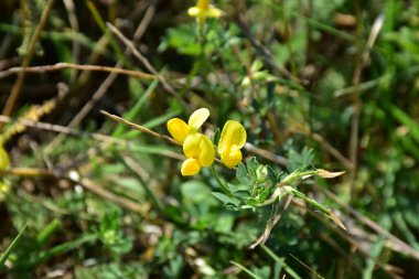 Güneşli yaz gününde bahçede yetişen güzel çiçekler. 