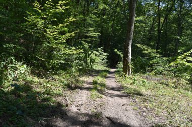 Ormandaki sonbahar ağaçlarının manzarası