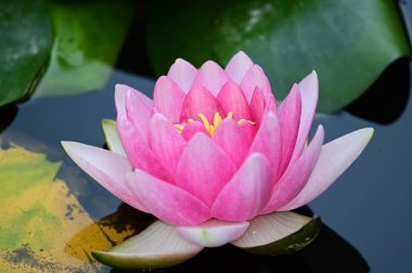 Güzel çiçek açan nilüfer çiçekleri yaz günü gölette büyür. 