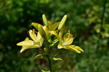 Güneşli yaz gününde bahçede yetişen güzel zambaklar. 
