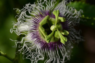 Güneşli bir günde bahçede büyüyen güzel çiçek. 