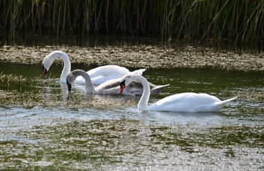 Güzel kuğular yaz günü göl suyunda yüzerler. 