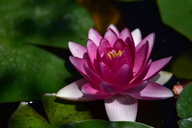 Güzel çiçek açan nilüfer çiçekleri yaz günü gölette büyür. 