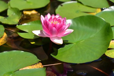 Güzel çiçek açan nilüfer çiçekleri yaz günü gölette büyür. 