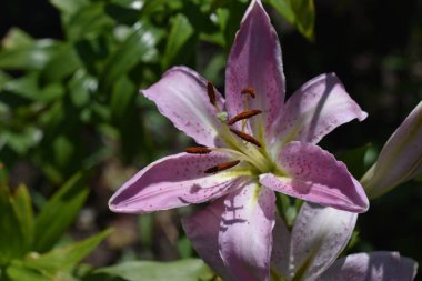Güneşli yaz gününde bahçede yetişen güzel zambak çiçeği. 