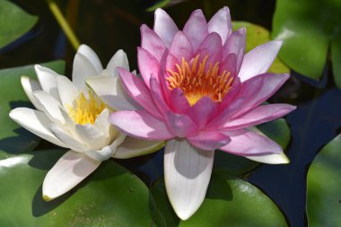 Güzel çiçek açan nilüfer çiçekleri yaz günü gölette büyür. 