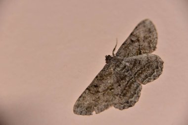 Pembe duvardaki kelebek, yaz konsepti, yakın görüş  