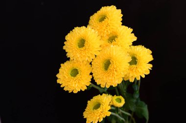 Koyu arkaplanda güzel çiçekler, yaz konsepti, yakın manzara  