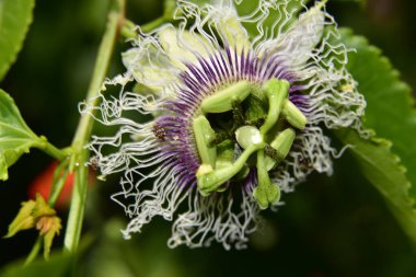 Güneşli bir günde bahçede büyüyen güzel çiçek. 