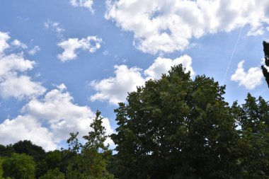 Mavi gökyüzü arka planında yeşil yaz ormanı manzarası 