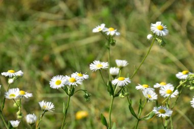 Güneşli yaz gününde bahçede yetişen güzel çiçekler. 