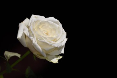 Koyu arkaplanda güzel bir gül, yaz konsepti, yakın görüş  