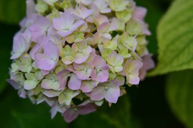 Güneşli yaz gününde bahçede yetişen güzel çiçekler. 