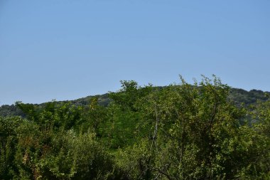 Mavi gökyüzü arka planında yeşil yaz ormanı manzarası 