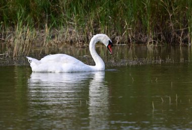 Yaz günü göl suyunda yüzen güzel bir kuğu. 