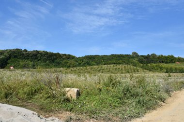 Mavi arka planda ormanı olan yeşil yaz çayırlarının manzarası 