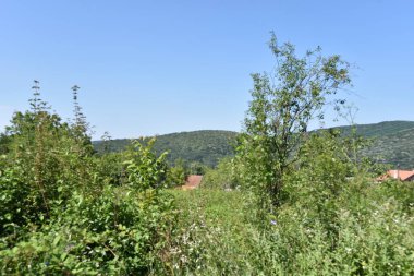 Mavi arka planda yeşil yaz ormanı yakınlarındaki binalar 