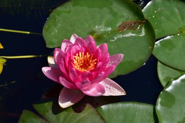 Güzel çiçek açan nilüfer çiçekleri yaz günü gölette büyür. 